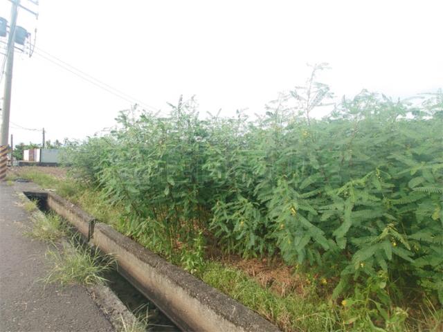 大寮農地-8