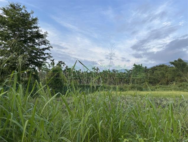 屏東內埔農地-6