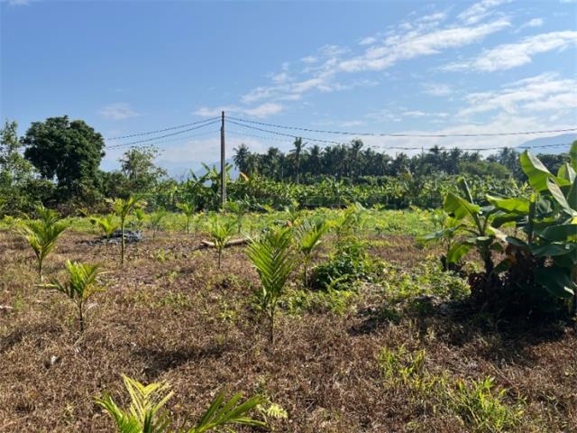 高雄旗山農地-9