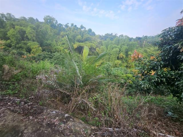 高雄大樹農地-7