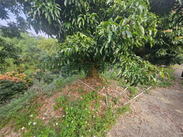 高雄大樹農地-1