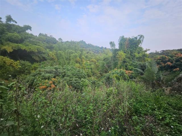 高雄大樹農地-2