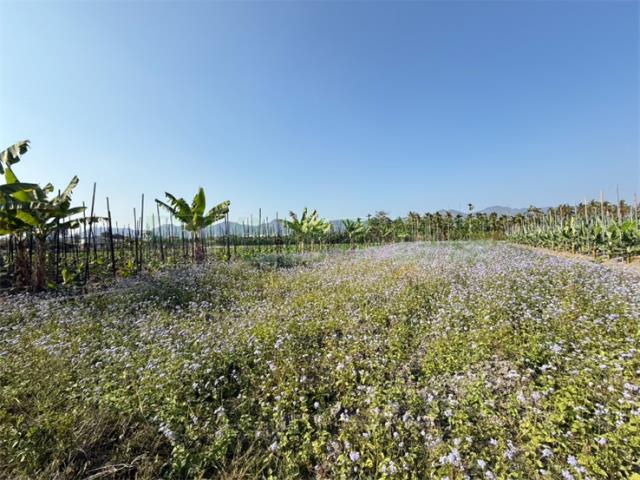 高雄美濃農地-0