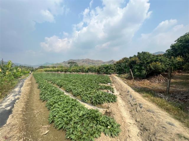 高雄美濃農地-12