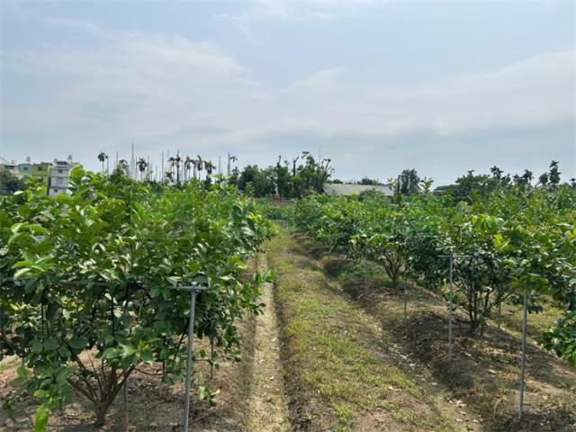 屏東九如農地-0