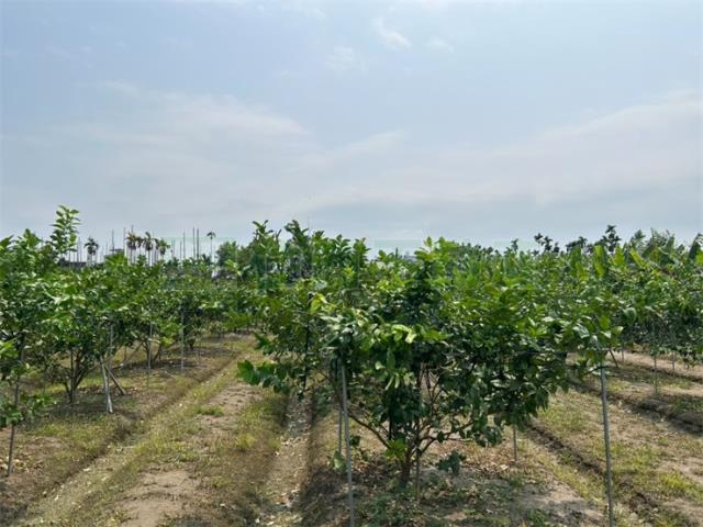 屏東九如農地-2