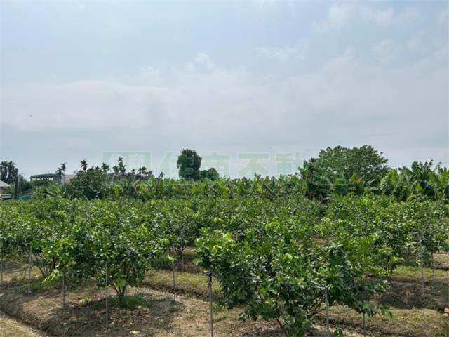 屏東九如農地-3