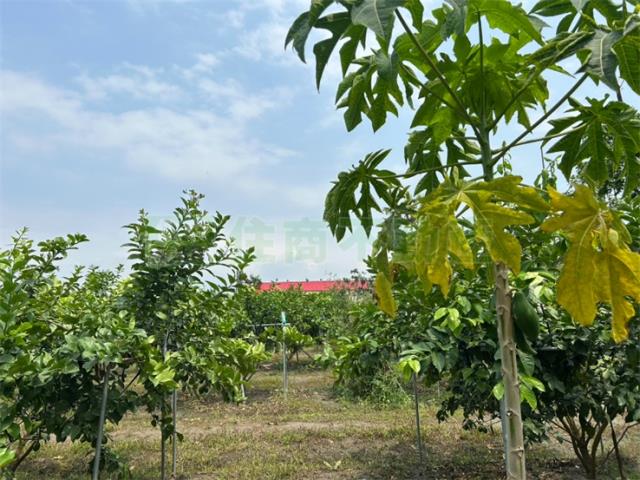 屏東九如農地-4