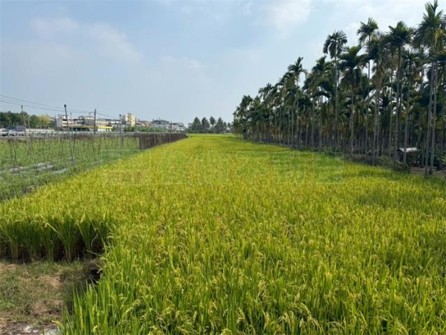 美濃農地-8