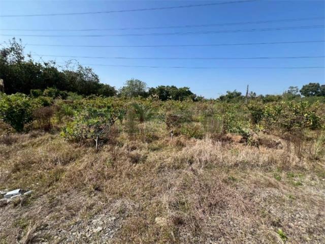 燕巢農地-10