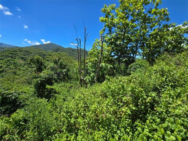 高雄杉林山坡地-9