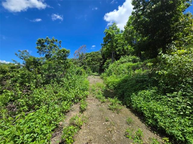 高雄杉林山坡地-2