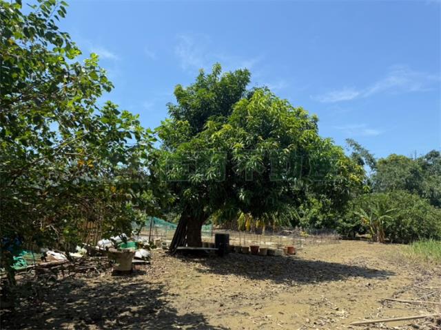 高雄農地-6