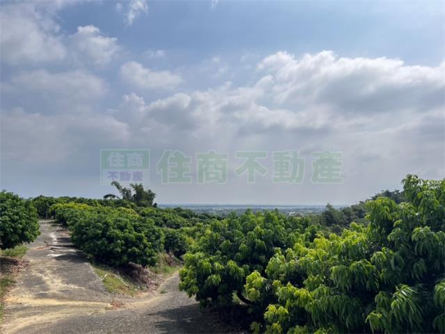 大樹農地-2