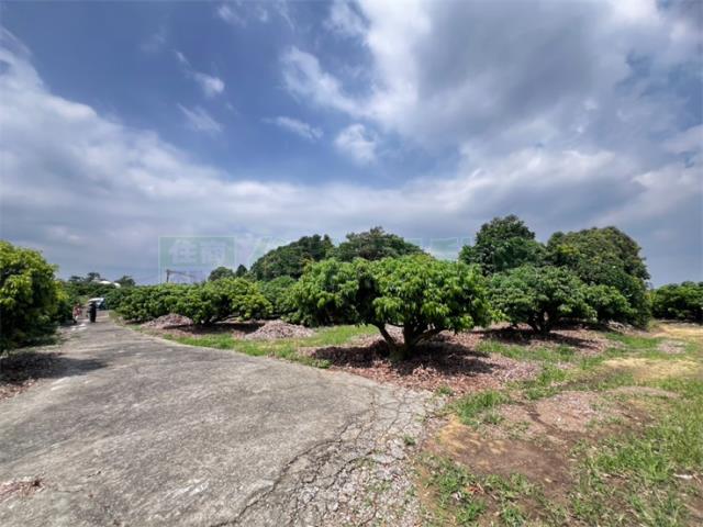 大樹農地-6